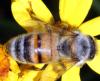 Apis mellifera